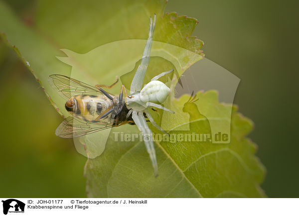 Krabbenspinne und Fliege / crab spider an fly / JOH-01177