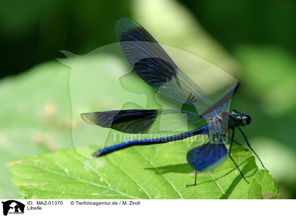 Libelle / dragonfly / MAZ-01370