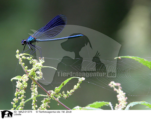 Libelle / dragonfly / MAZ-01375