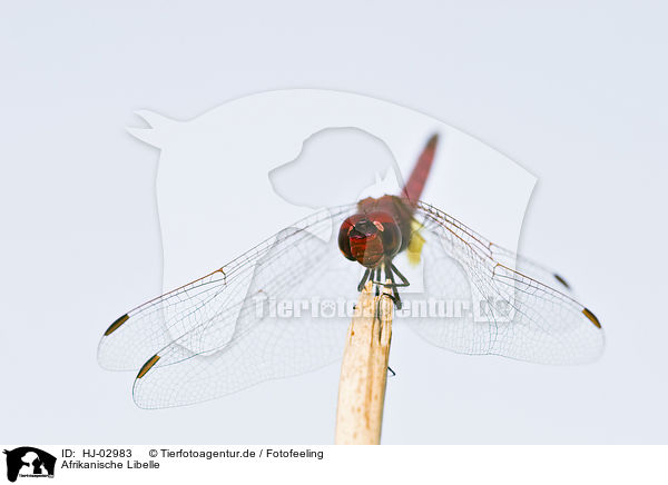 Afrikanische Libelle / african dragonfly / HJ-02983