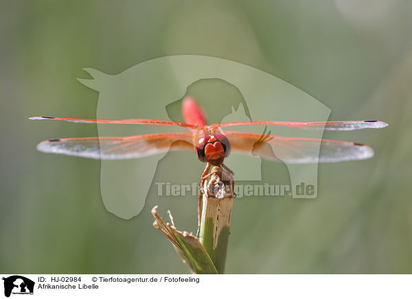 Afrikanische Libelle / african dragonfly / HJ-02984
