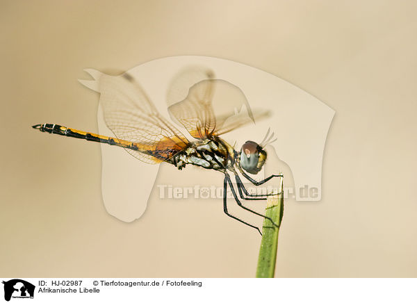 Afrikanische Libelle / african dragonfly / HJ-02987