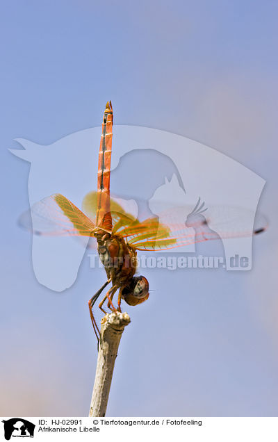 Afrikanische Libelle / african dragonfly / HJ-02991