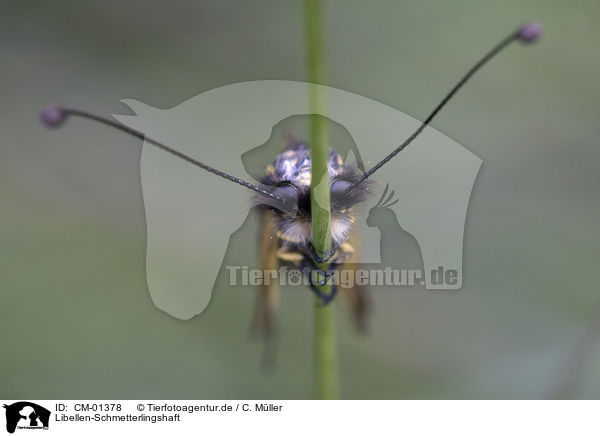Libellen-Schmetterlingshaft / owly sulphur / CM-01378