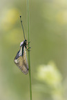 Libellen-Schmetterlingshaft