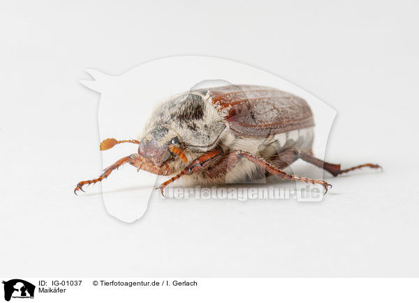 Maikfer / Cockchafer / IG-01037