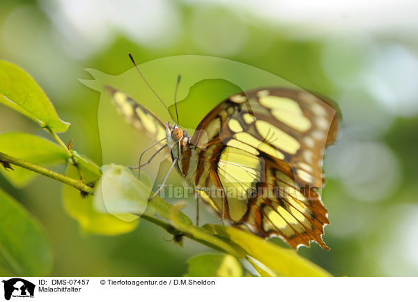 Malachitfalter / Malachite butterfly / DMS-07457