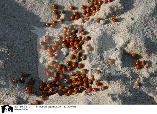Marienkfer / ladybugs / SG-02101