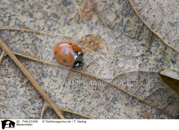 Marienkfer / ladybird / THA-03368