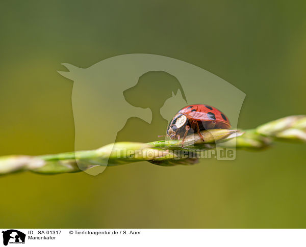 Marienkfer / Ladybird / SA-01317