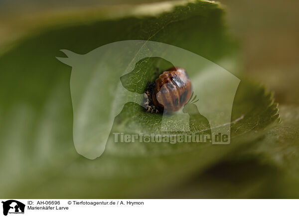 Marienkfer Larve / ladybird grub / AH-06696