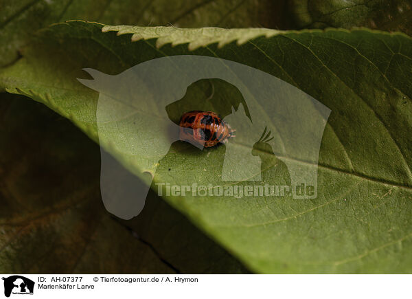 Marienkfer Larve / ladybird grub / AH-07377