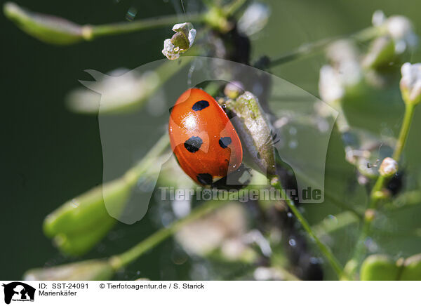 Marienkfer / lady ladybird / SST-24091