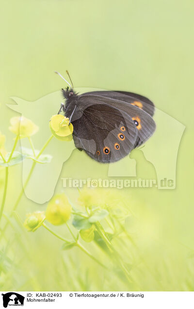 Mohrenfalter / Scotch argus / KAB-02493