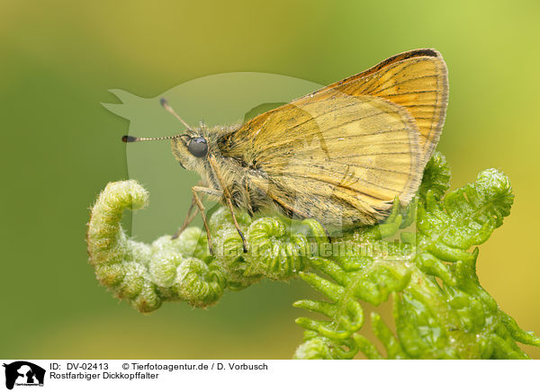 Rostfarbiger Dickkopffalter / large skipper / DV-02413