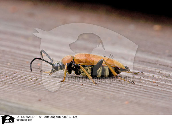 Rothalsbock / beetle / SO-02137