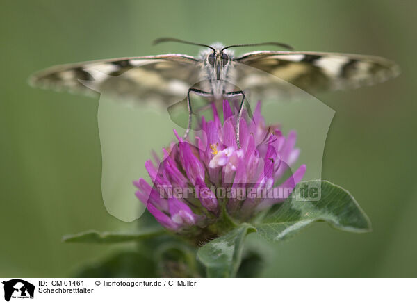 Schachbrettfalter / marbled white / CM-01461