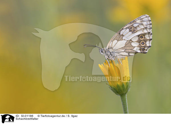 Schachbrettfalter / Marbled White / SI-01186