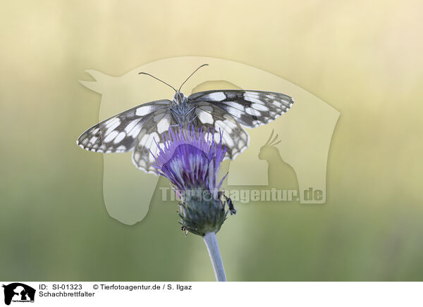 Schachbrettfalter / Marbled White / SI-01323