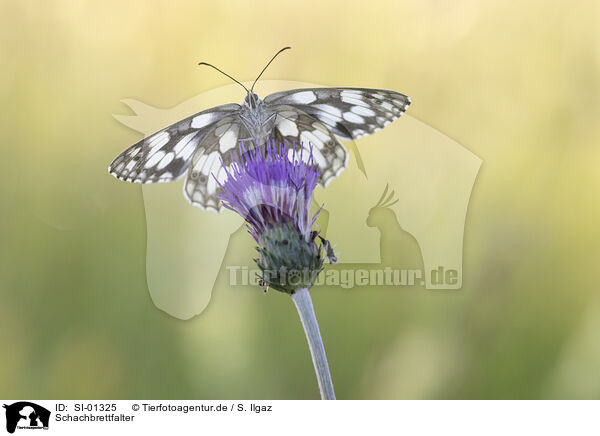 Schachbrettfalter / Marbled White / SI-01325