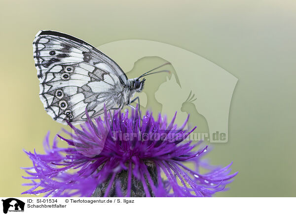 Schachbrettfalter / Marbled White / SI-01534