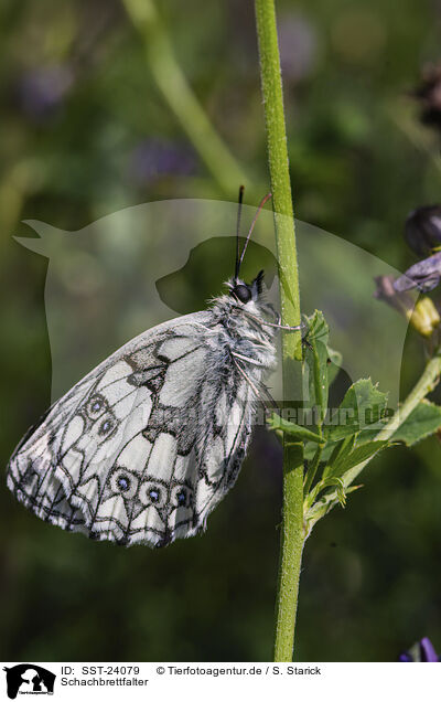 Schachbrettfalter / marbled white / SST-24079