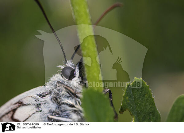 Schachbrettfalter / marbled white / SST-24080