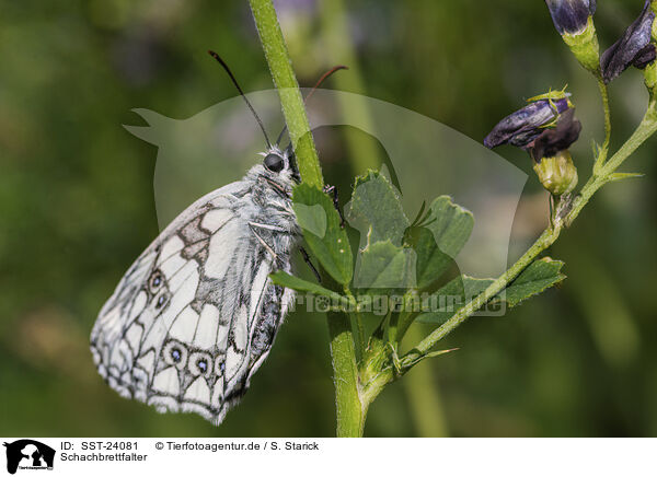 Schachbrettfalter / marbled white / SST-24081