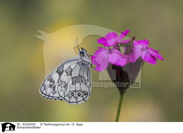 Schachbrettfalter / marbled white / SI-02443