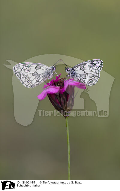 Schachbrettfalter / marbled white / SI-02445