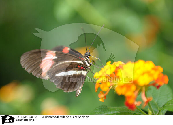 Schmetterling / DMS-03603
