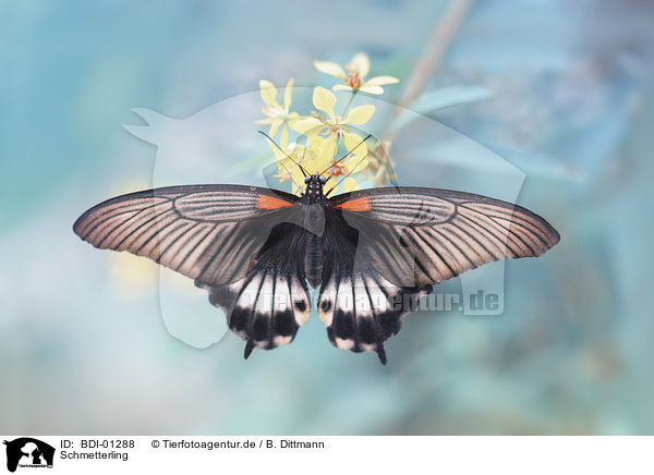 Schmetterling / butterfly / BDI-01288