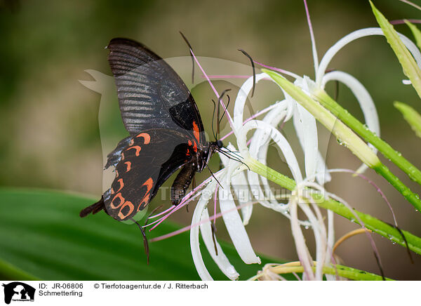 Schmetterling / butterfly / JR-06806