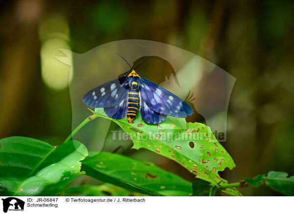 Schmetterling / butterfly / JR-06847