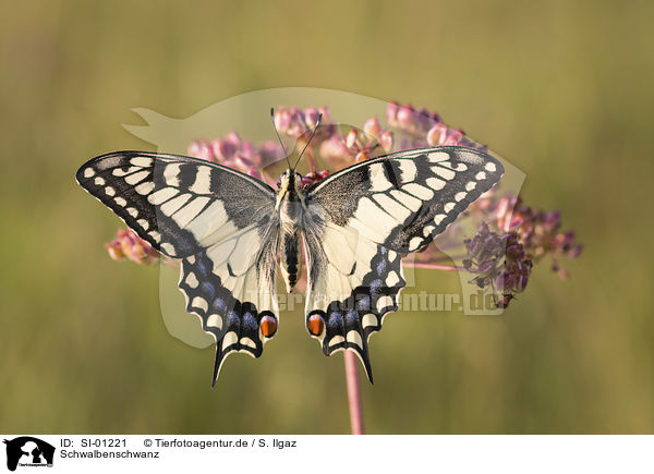 Schwalbenschwanz / Swallowtail / SI-01221