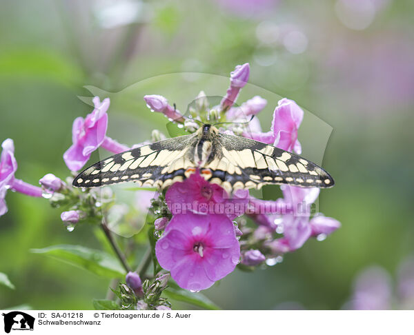 Schwalbenschwanz / Swallowtail / SA-01218