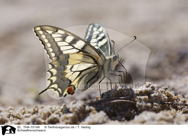 Schwalbenschwanz / swallow-tail butterfly / THA-10148