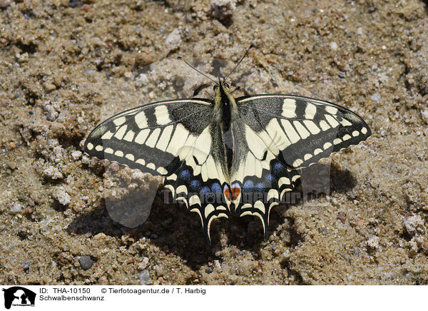 Schwalbenschwanz / swallow-tail butterfly / THA-10150