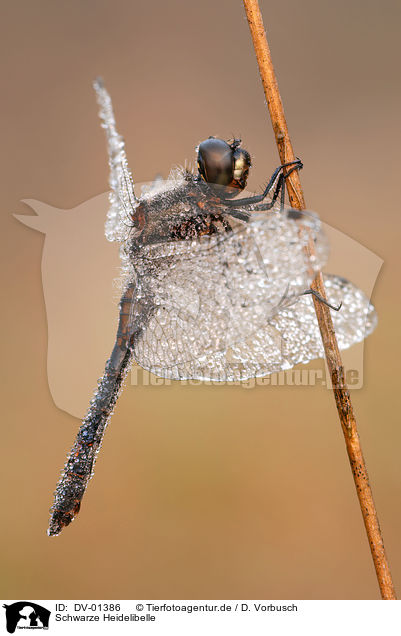 Schwarze Heidelibelle / dragonfly / DV-01386