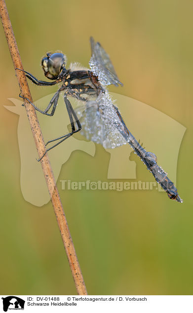 Schwarze Heidelibelle / dragonfly / DV-01488