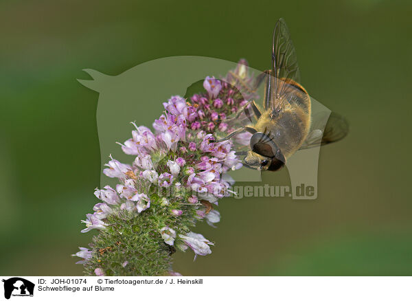Schwebfliege auf Blume / hoverfly / JOH-01074