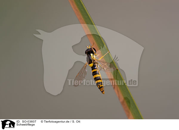 Schwebfliege / hoverfly / SO-03607