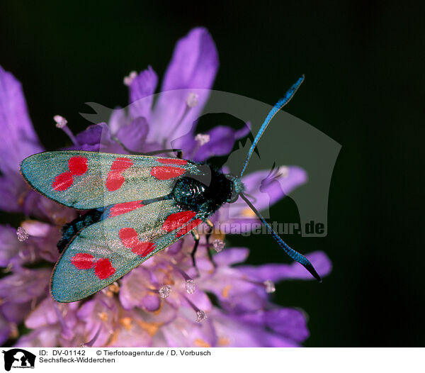 Sechsfleck-Widderchen / six-spot burnet / DV-01142