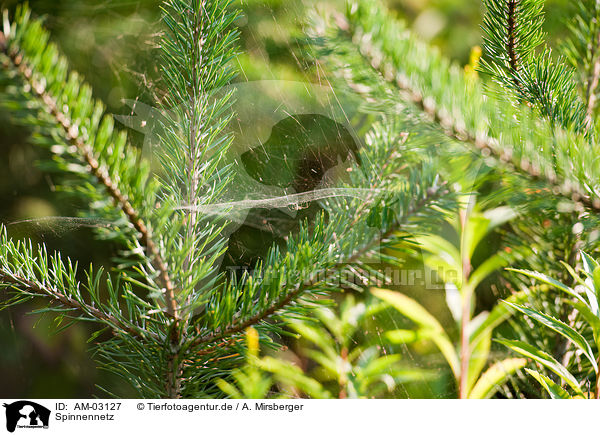 Spinnennetz / spider cobweb / AM-03127