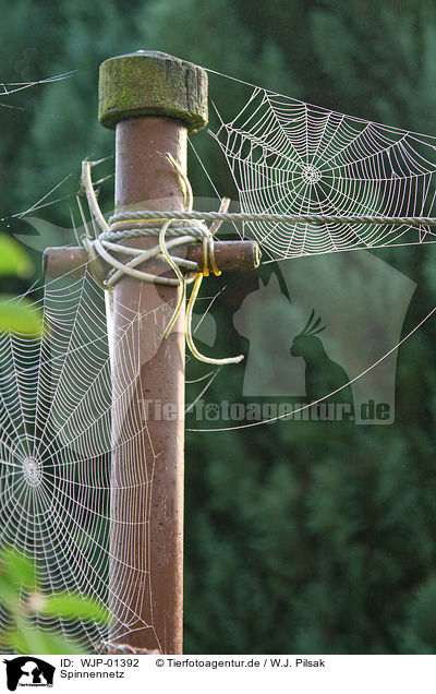 Spinnennetz / WJP-01392