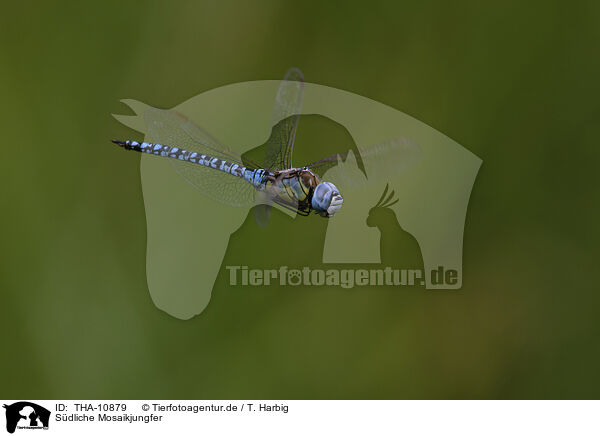 Sdliche Mosaikjungfer / blue-eyed hawker / THA-10879