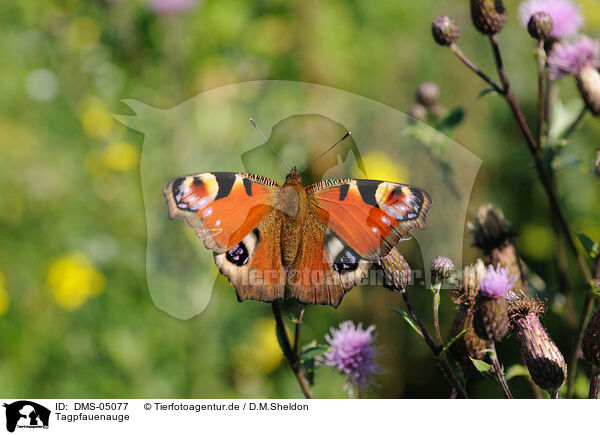 Tagpfauenauge / european peacock / DMS-05077