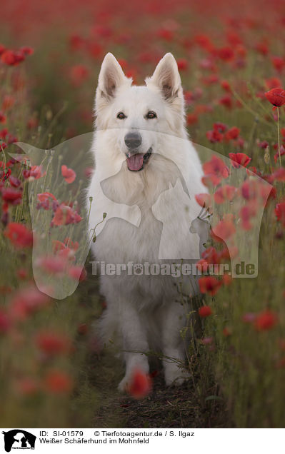 Weier Schferhund im Mohnfeld / White Shepherd in the poppy field / SI-01579