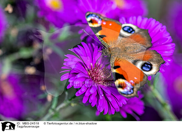 Tagpfauenauge / Peacock Butterfly / MBS-24518