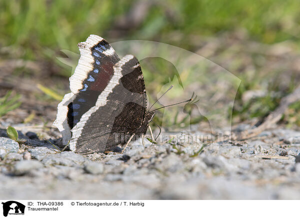 Trauermantel / Camberwell beauty butterfly / THA-09386